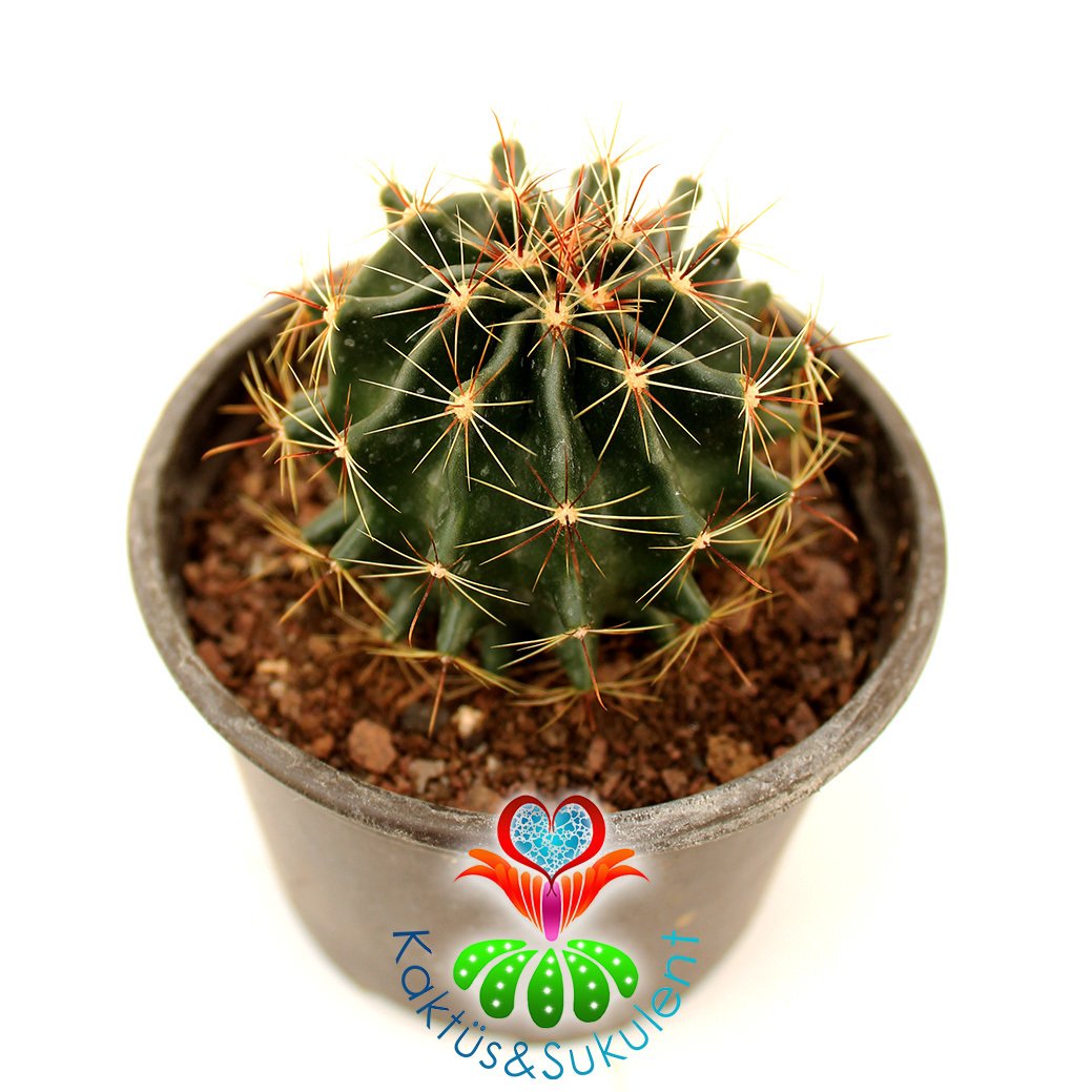 Kaktüs,Hamatocactus Sinnuatus-Sarı Renk Çiçek Açar - 8 cm saksılı-Teraryum,Sukulent