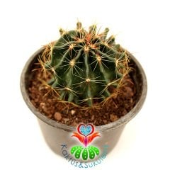 Kaktüs,Hamatocactus Sinnuatus-Sarı Renk Çiçek Açar - 8 cm saksılı-Teraryum,Sukulent