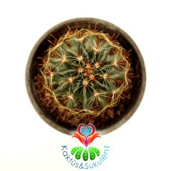Kaktüs,Hamatocactus Sinnuatus-Sarı Renk Çiçek Açar - 8 cm saksılı-Teraryum,Sukulent