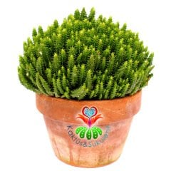 Kaktüs, Euphorbia Mitriformis Dwarf Type-Cüce Tip Bir Saksıda Yüzlerce Adet-15 cm Toprak Saksıda