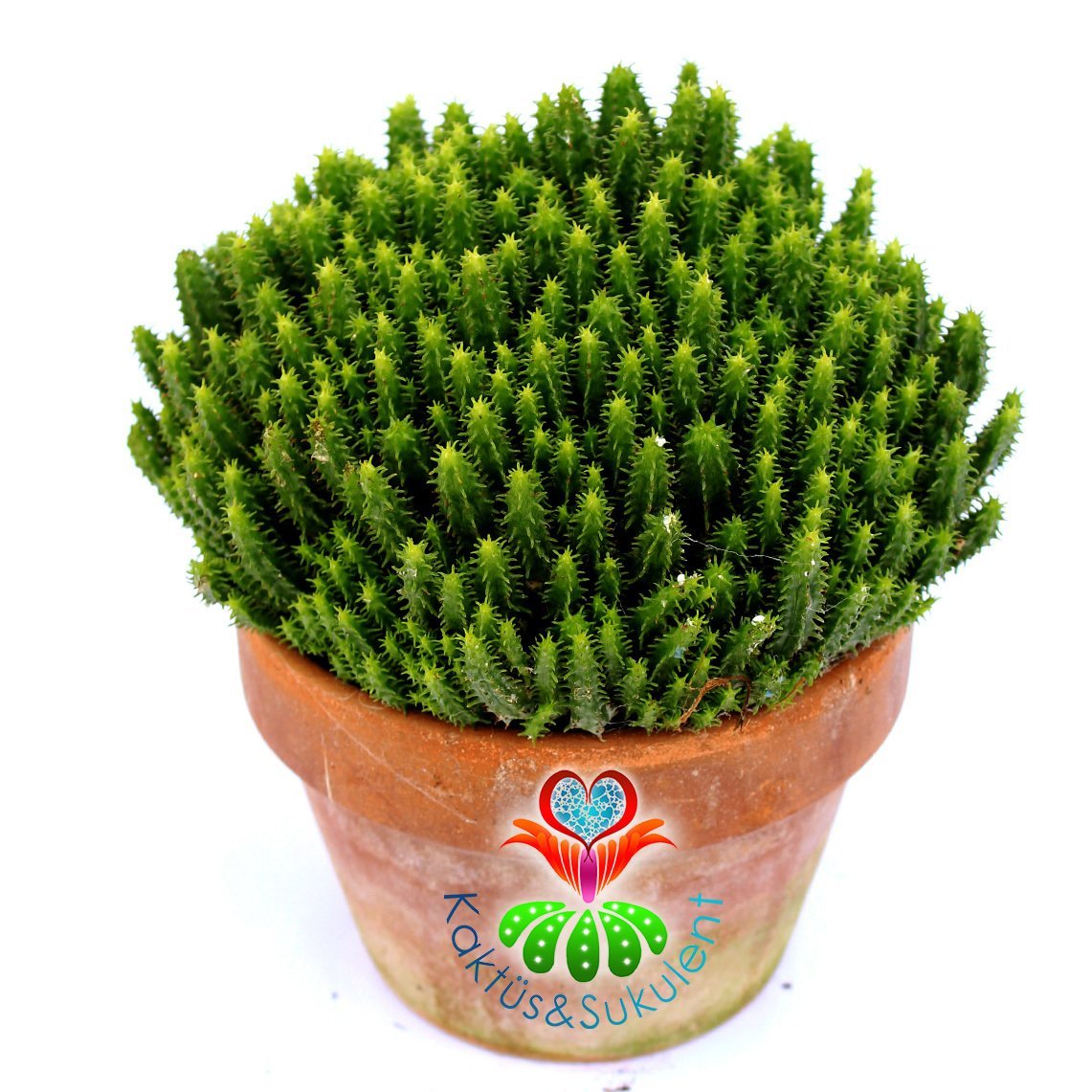 Kaktüs, Euphorbia Mitriformis Dwarf Type-Cüce Tip Bir Saksıda Yüzlerce Adet-15 cm Toprak Saksıda