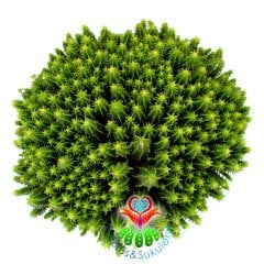Kaktüs, Euphorbia Mitriformis Dwarf Type-Cüce Tip Bir Saksıda Yüzlerce Adet-15 cm Toprak Saksıda