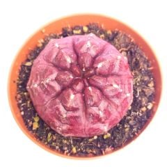 Gymnocalycium Mihanovichii Daydream - Doğal Bordo Renkli, Köklü Özel tür Kaktüs-8,5 cm Saksıda