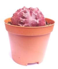Gymnocalycium Mihanovichii Daydream - Doğal Bordo Renkli, Köklü Özel tür Kaktüs-8,5 cm Saksıda