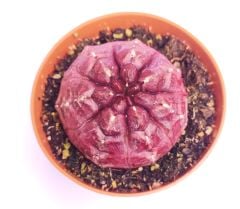 Gymnocalycium Mihanovichii Daydream - Doğal Bordo Renkli, Köklü Özel tür Kaktüs-8,5 cm Saksıda