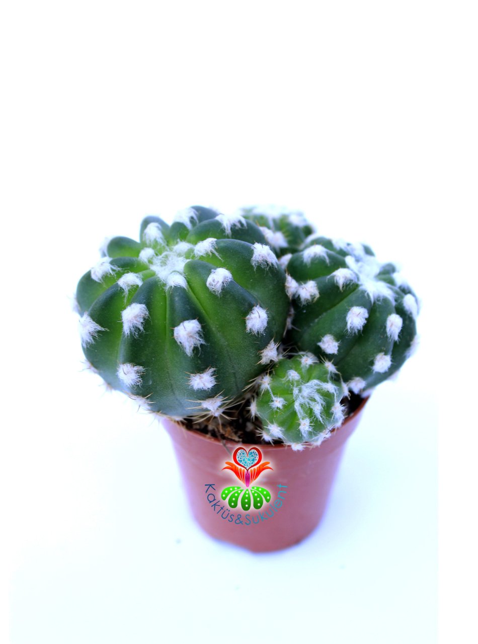 Echinopsis Subdenudata Bir Saksıda En az Üçlü Formda- 5,5 cm saksılı