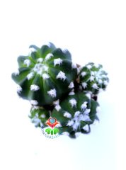 Echinopsis Subdenudata Bir Saksıda En az Üçlü Formda- 5,5 cm saksılı