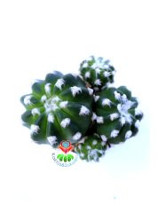Echinopsis Subdenudata Bir Saksıda En az Üçlü Formda- 5,5 cm saksılı
