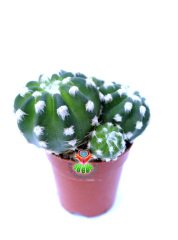 Echinopsis Subdenudata Bir Saksıda En az Üçlü Formda- 5,5 cm saksılı