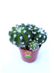 Echinopsis Subdenudata Bir Saksıda En az Üçlü Formda- 5,5 cm saksılı