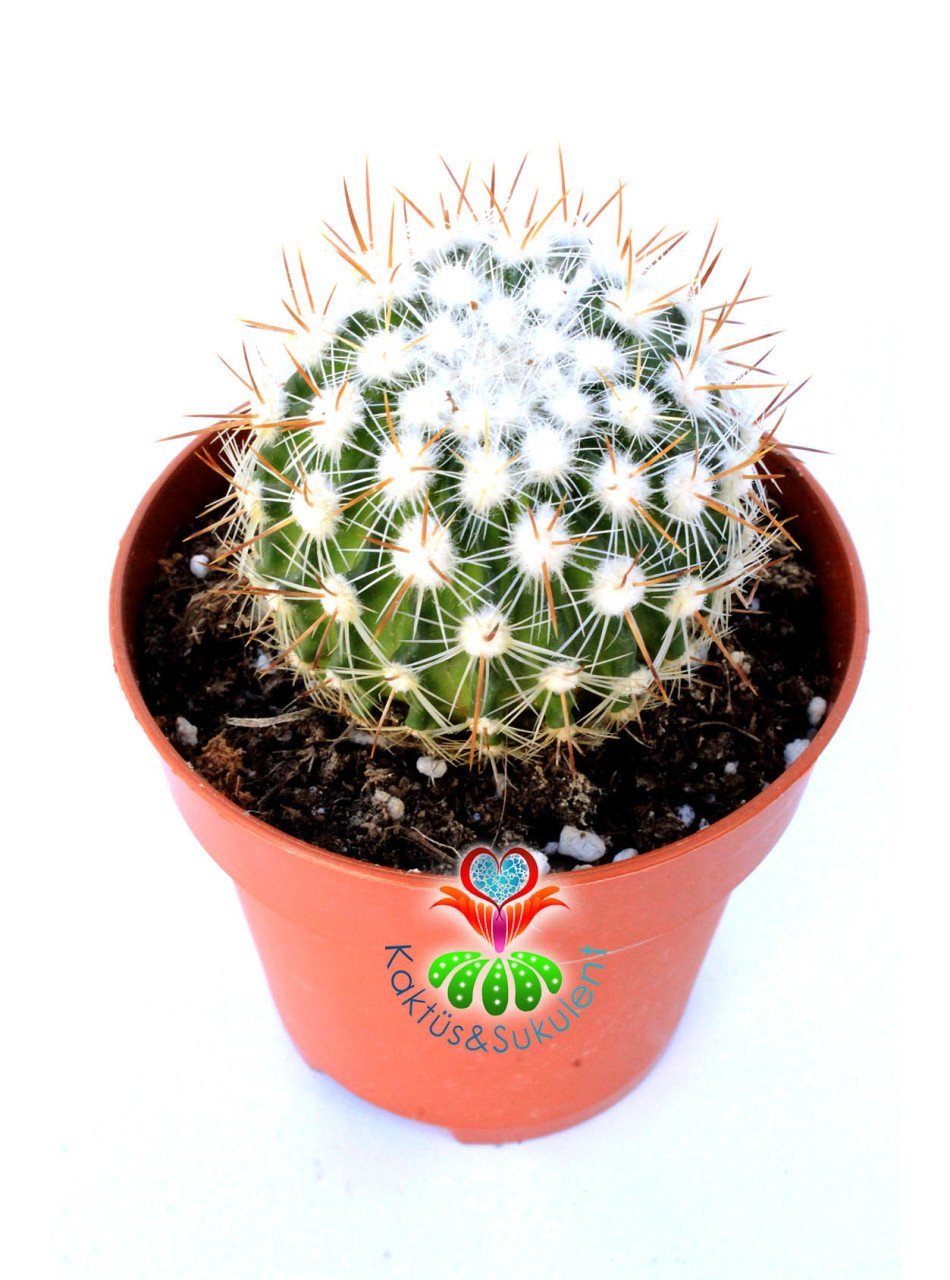 Kaktüs,Echinofossulocactus (Stenocactus multicostatus) Mor Rnk Çiçek -6 cm Bitki Çapı- 9 cm saksılı