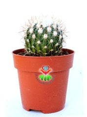 Kaktüs,Echinofossulocactus (Stenocactus multicostatus) Mor Rnk Çiçek -6 cm Bitki Çapı- 9 cm saksılı