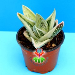 Gasteria Green Ice 'Yeşil Buz' -Nadir Tür Variegata Sukulent-8,5 cm Saksıda