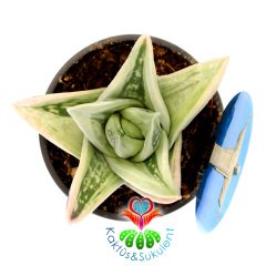 Gasteria Green Ice 'Yeşil Buz' -Nadir Tür Variegata Sukulent-8,5 cm Saksıda