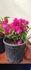 Begonvil Sarmaşığı, Bougainvillea spectabilis 14 cm Saksıda 30 cm Boylarda