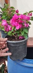 Begonvil Sarmaşığı, Bougainvillea spectabilis 14 cm Saksıda 30 cm Boylarda