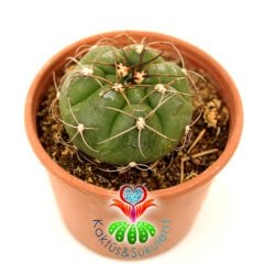 Kaktüs,Gymnocalycium Multiflorum - Beyaz Renk Çiçek Açar-1.Sınıf İthal 6 cm Bitki Çapı- 9 cm saksılı