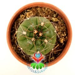Kaktüs,Gymnocalycium Multiflorum - Beyaz Renk Çiçek Açar-1.Sınıf İthal 6 cm Bitki Çapı- 9 cm saksılı