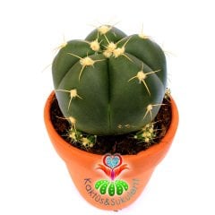Gymnocalycium Horstii-Pembe Renk Çiçek Açar Anaç Boy -12 cm Toprak Saksıda