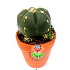 Gymnocalycium Horstii-Pembe Renk Çiçek Açar Anaç Boy -12 cm Toprak Saksıda