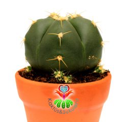 Gymnocalycium Horstii-Pembe Renk Çiçek Açar Anaç Boy -12 cm Toprak Saksıda