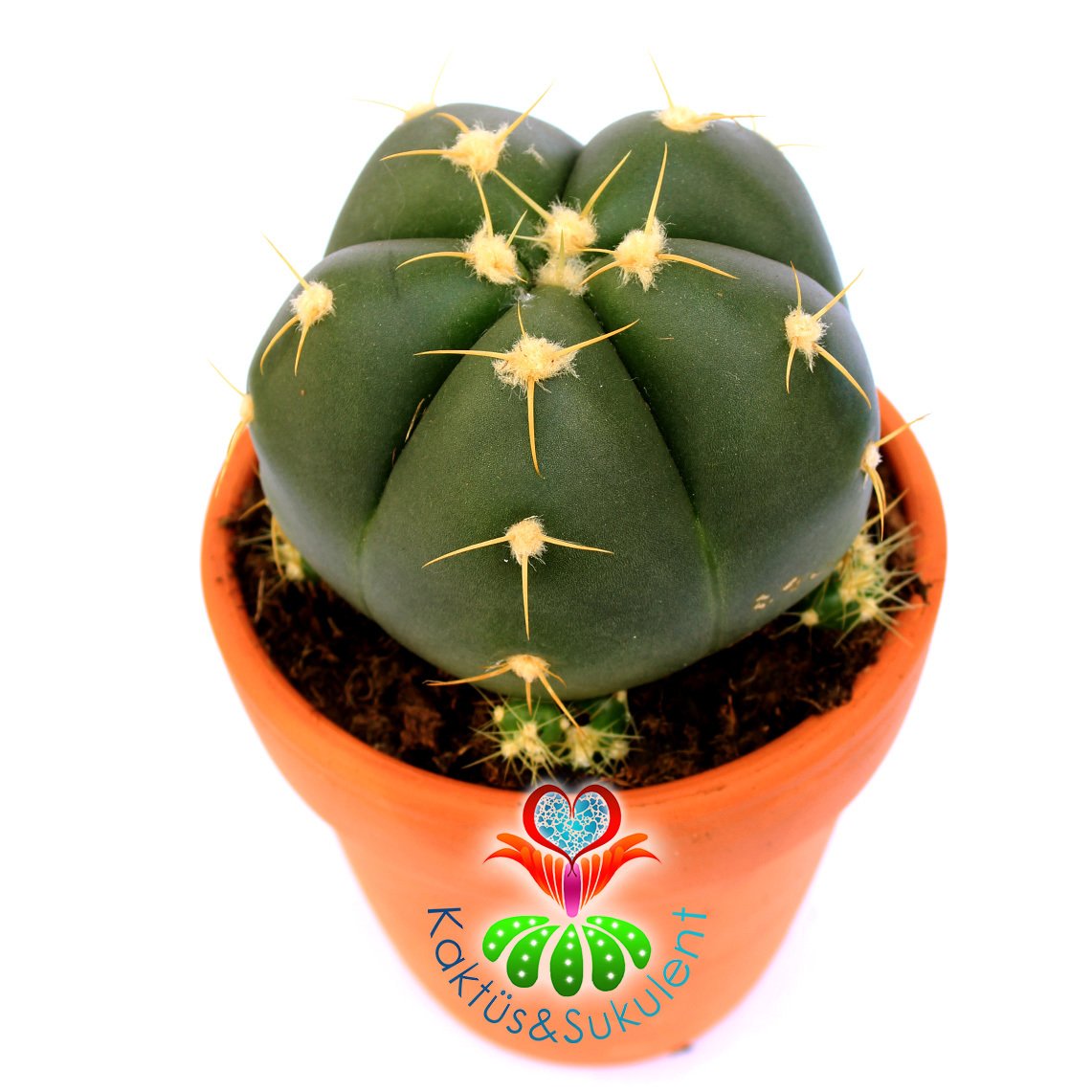 Gymnocalycium Horstii-Pembe Renk Çiçek Açar Anaç Boy -12 cm Toprak Saksıda