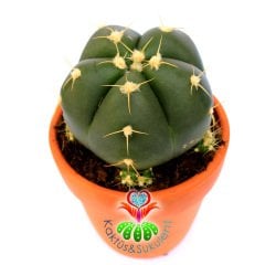 Gymnocalycium Horstii-Pembe Renk Çiçek Açar Anaç Boy -12 cm Toprak Saksıda