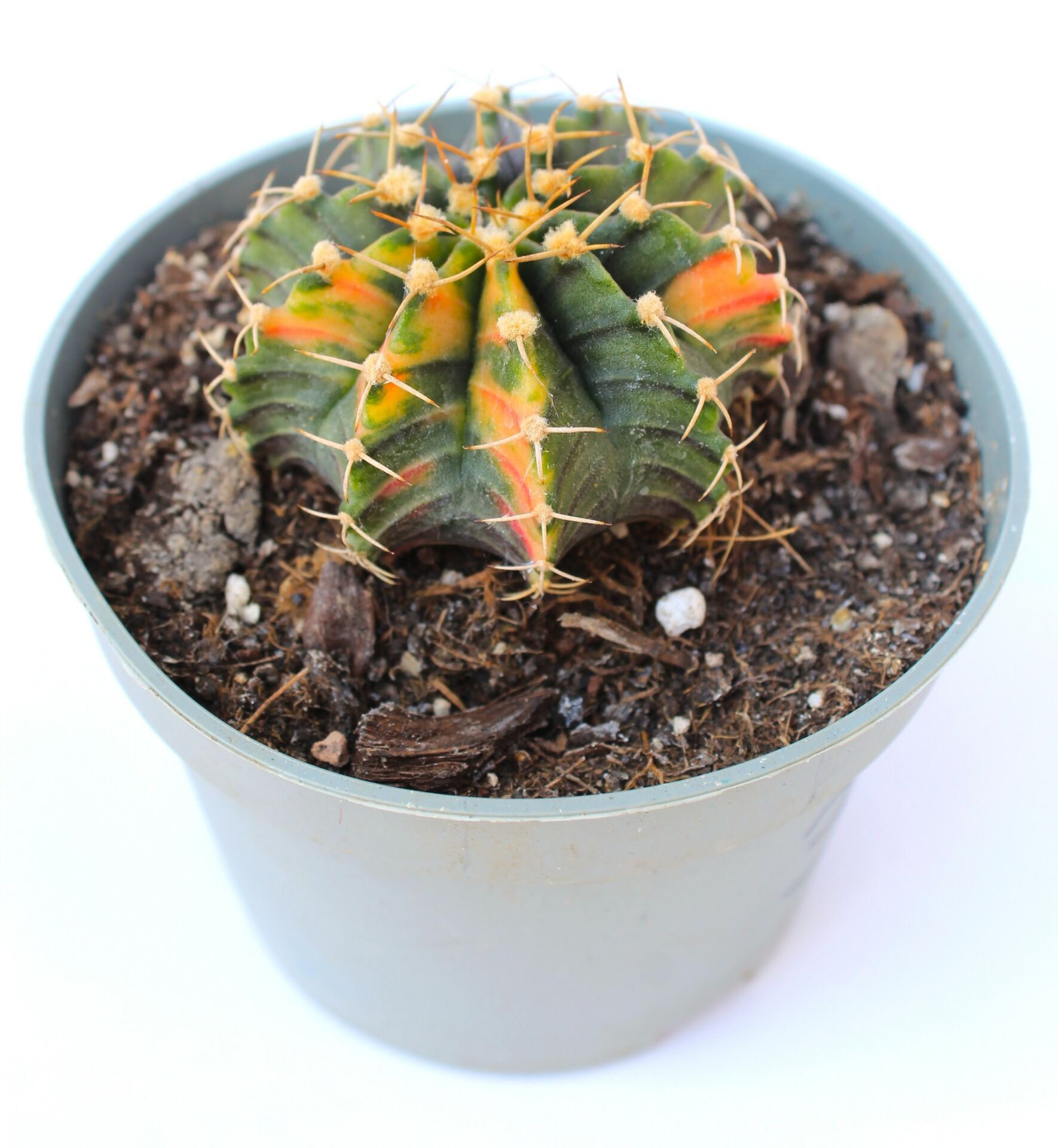 Gymnocalycium LB2178 Variegata  Doğal Renk 10,5 cm Saksıda