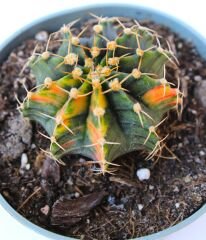 Gymnocalycium LB2178 Variegata  Doğal Renk 10,5 cm Saksıda