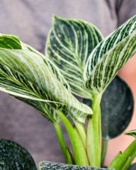 Philodendron ‘Birkin' 10.5 cm saksıda salon ofis ev bitkisi