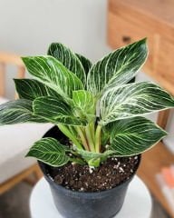 Philodendron ‘Birkin' 10.5 cm saksıda salon ofis ev bitkisi