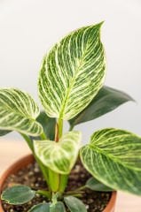 Philodendron ‘Birkin' 10.5 cm saksıda salon ofis ev bitkisi