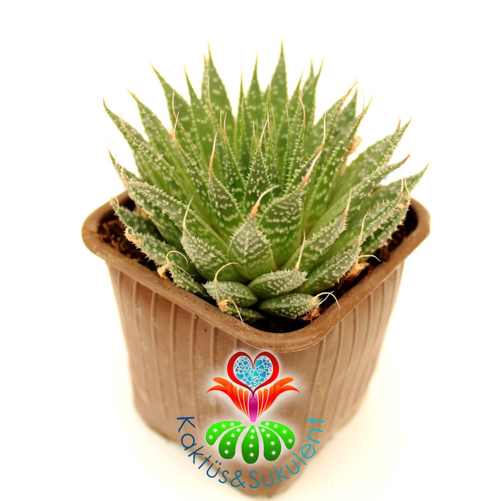 Aloe Aristata - Lace Aloe Yapraklı-Mükemmel Formlu-Büyük Boy-8 cm saksıda-Sukulent, Kaktüs