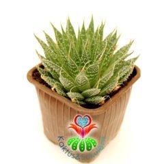 Aloe Aristata - Lace Aloe Yapraklı-Mükemmel Formlu-Büyük Boy-8 cm saksıda-Sukulent, Kaktüs