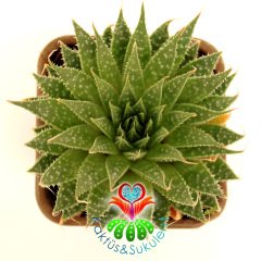 Aloe Aristata - Lace Aloe Yapraklı-Mükemmel Formlu-Büyük Boy-8 cm saksıda-Sukulent, Kaktüs