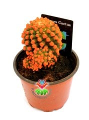 Renkli Kaktüs -Mammillaria Gracilis Cv. Caterpillar-8,5 cm Saksıda-Boyalı