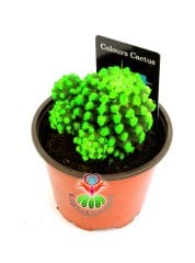 Renkli Kaktüs -Mammillaria Gracilis Cv. Caterpillar-8,5 cm Saksıda-Boyalı