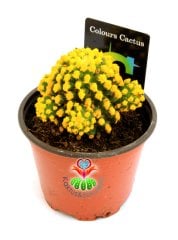 Renkli Kaktüs -Mammillaria Gracilis Cv. Caterpillar-8,5 cm Saksıda-Boyalı