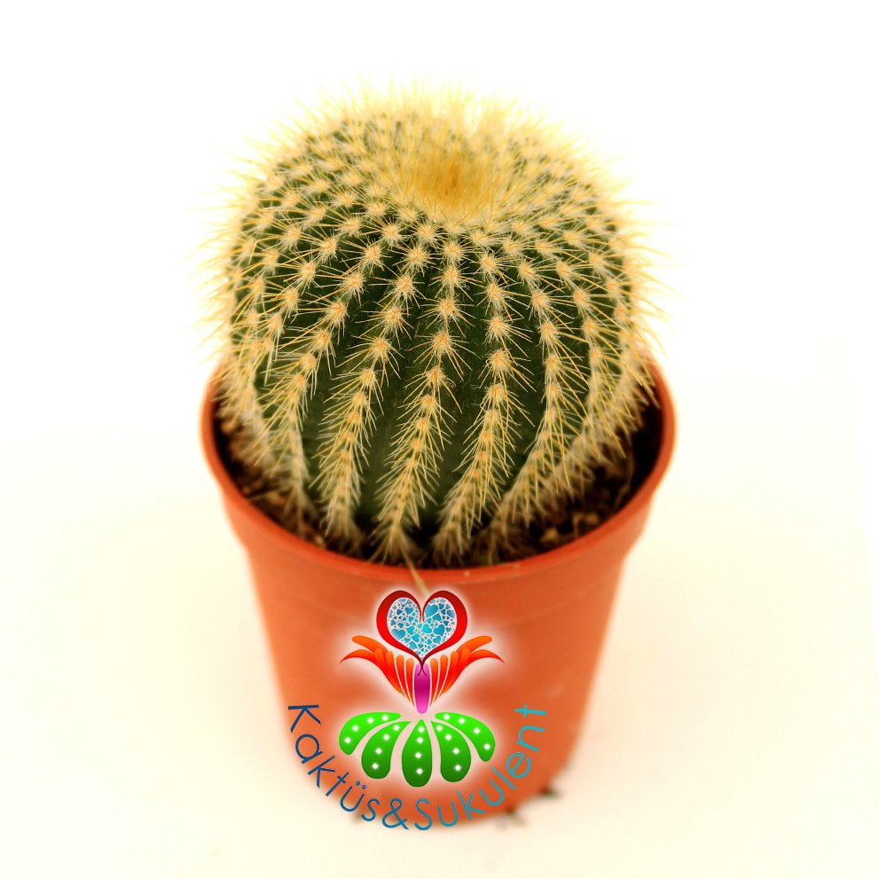 Kaktüs,Eriocactus Warasii-Sarı Renk Çiçek Açar -5,5 cm saksılı,1. Sınıf-Sukulent