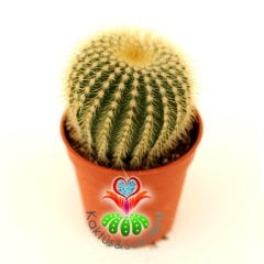 Kaktüs,Eriocactus Warasii-Sarı Renk Çiçek Açar -5,5 cm saksılı,1. Sınıf-Sukulent
