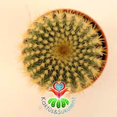 Kaktüs,Eriocactus Warasii-Sarı Renk Çiçek Açar -5,5 cm saksılı,1. Sınıf-Sukulent