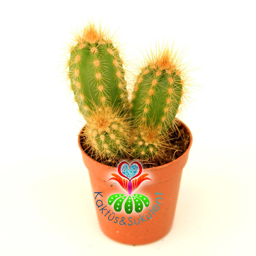 Kaktüs,Pilosocereus Pachycladus-1 Saksıda Çok Kök -5,5 cm saksılı,1. Sınıf-Sukulent