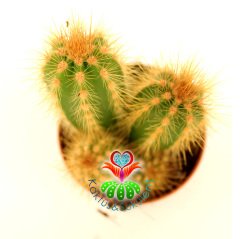 Kaktüs,Pilosocereus Pachycladus-1 Saksıda Çok Kök -5,5 cm saksılı,1. Sınıf-Sukulent