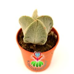 Dikensiz Yıldız Kaktüs,Astrophytum Myriostigma-Sarı Renk Çiçek Açar-5,5 cm saksılı,1. Sınıf-Sukulent