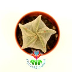 Dikensiz Yıldız Kaktüs,Astrophytum Myriostigma-Sarı Renk Çiçek Açar-5,5 cm saksılı,1. Sınıf-Sukulent