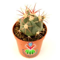 Kaktüs,Ferocactus Latispinus-5,5 cm saksılı,Mor Renk Çiçek Açar-Renkli Dikenli 1. Sınıf-Sukulent