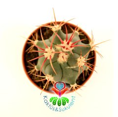 Kaktüs,Ferocactus Latispinus-5,5 cm saksılı,Mor Renk Çiçek Açar-Renkli Dikenli 1. Sınıf-Sukulent