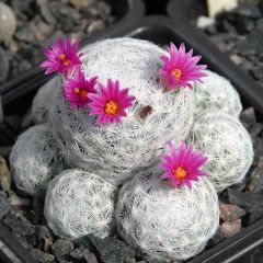 Mammillaria Humboldtii-Bembeyaz Dikenli Kaktüs-Çok Nadir Tür-8,5 cm Saksıda