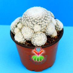Mammillaria Humboldtii-Bembeyaz Dikenli Kaktüs-Çok Nadir Tür-8,5 cm Saksıda