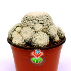 Mammillaria Humboldtii-Bembeyaz Dikenli Kaktüs-Çok Nadir Tür-8,5 cm Saksıda